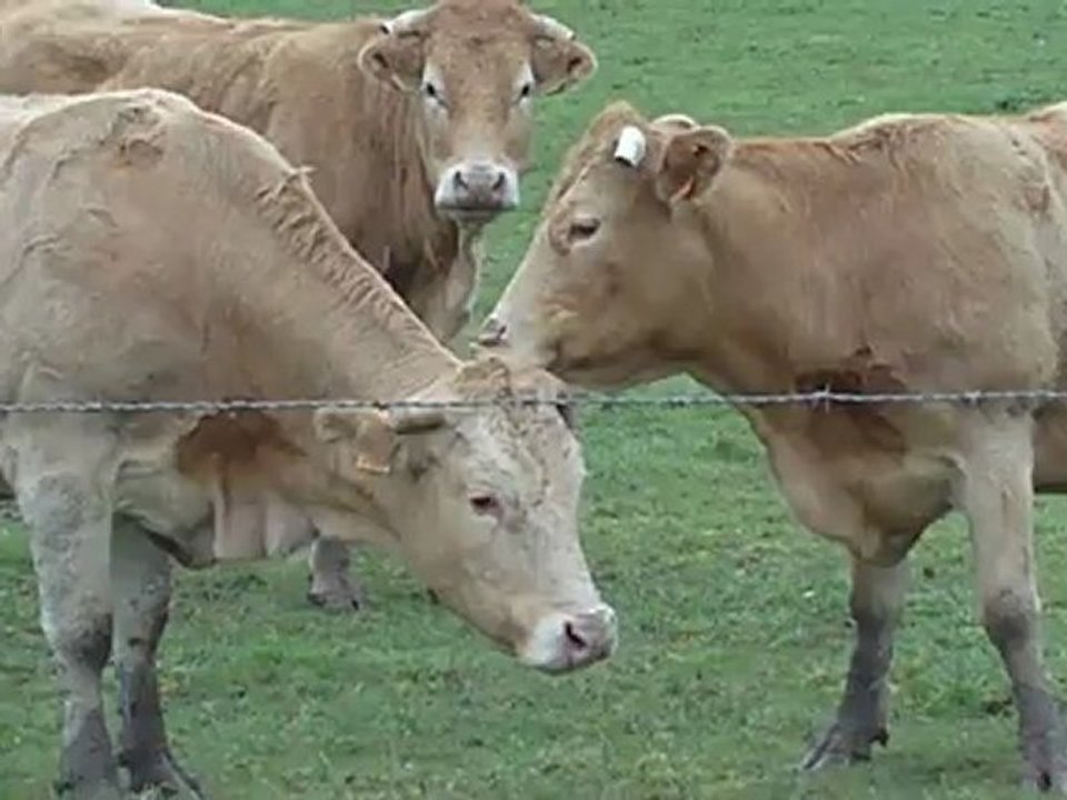 calin de vaches