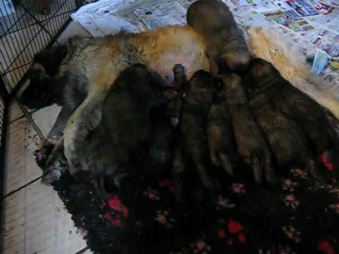 les petits léonbergs du clos des gres avec leur Maman pendant la tétée