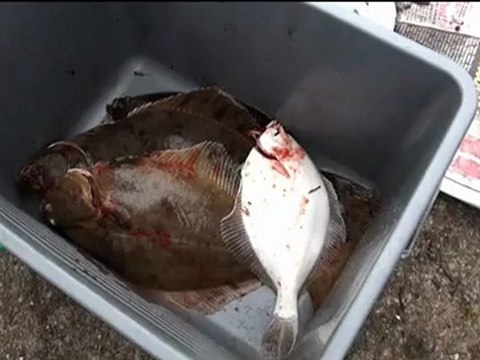 Süßwasserbutts im Hamburger Hafen