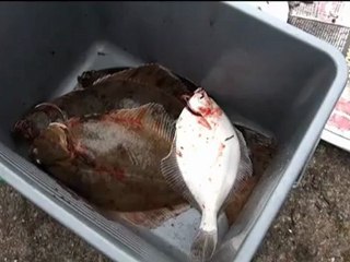 Süßwasserbutts im Hamburger Hafen