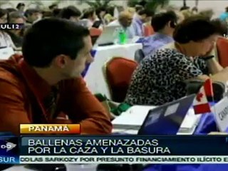 América Latina encabeza bloque opositor a caza de ballenas