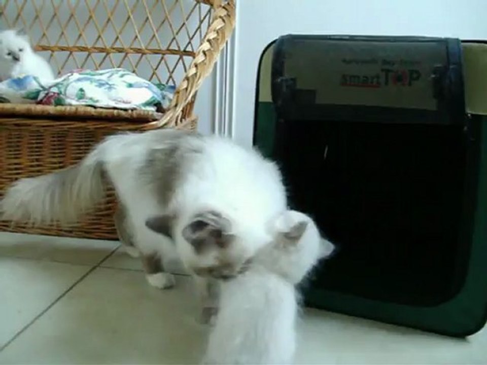 Ganesha avec les chatons 4 juillet 2012