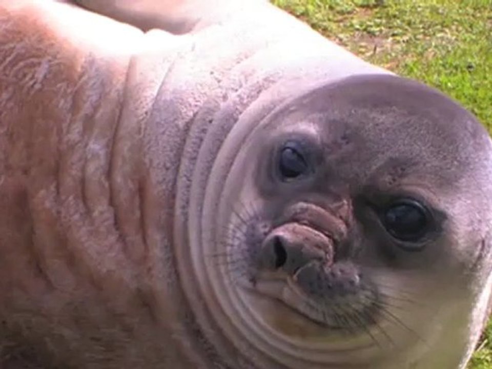 Terres Extrêmes, voyage dans les îles australes (1ère partie)