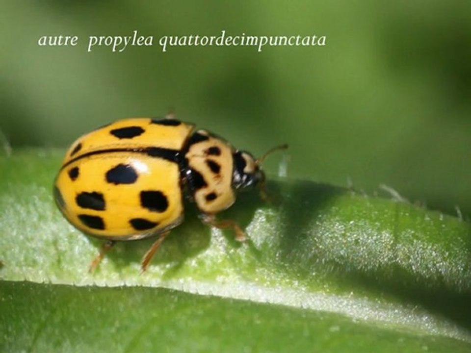 Les coccinelles