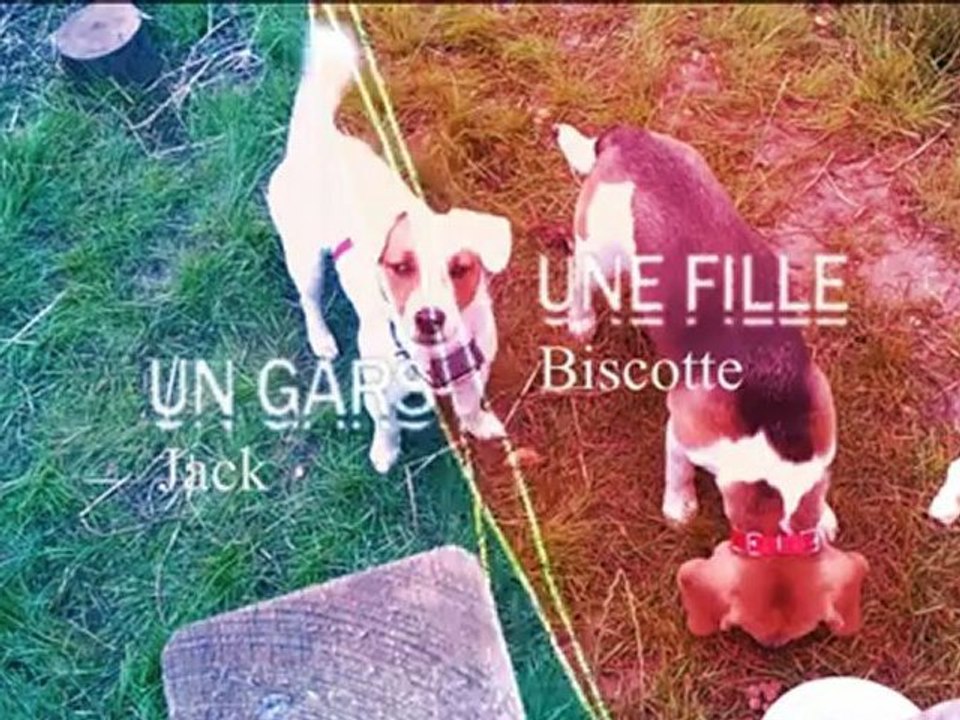 Un gars une Fille avec mes deux chiens