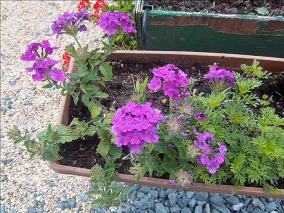 jardin juillet_1