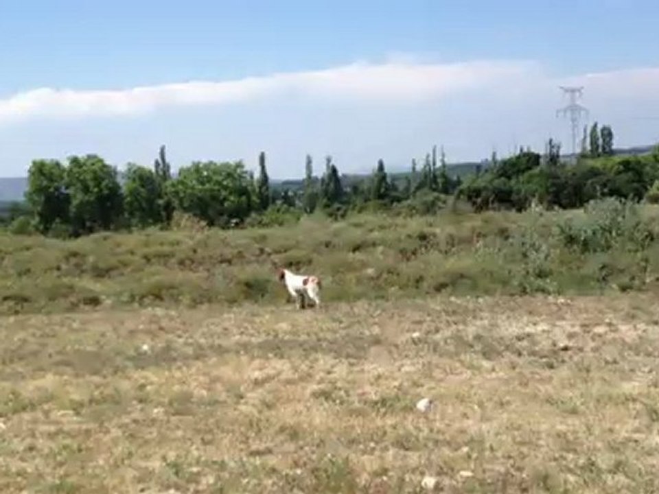 Entraînement de Gump