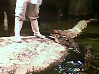 Alligators au musee des sciences d'Orlando