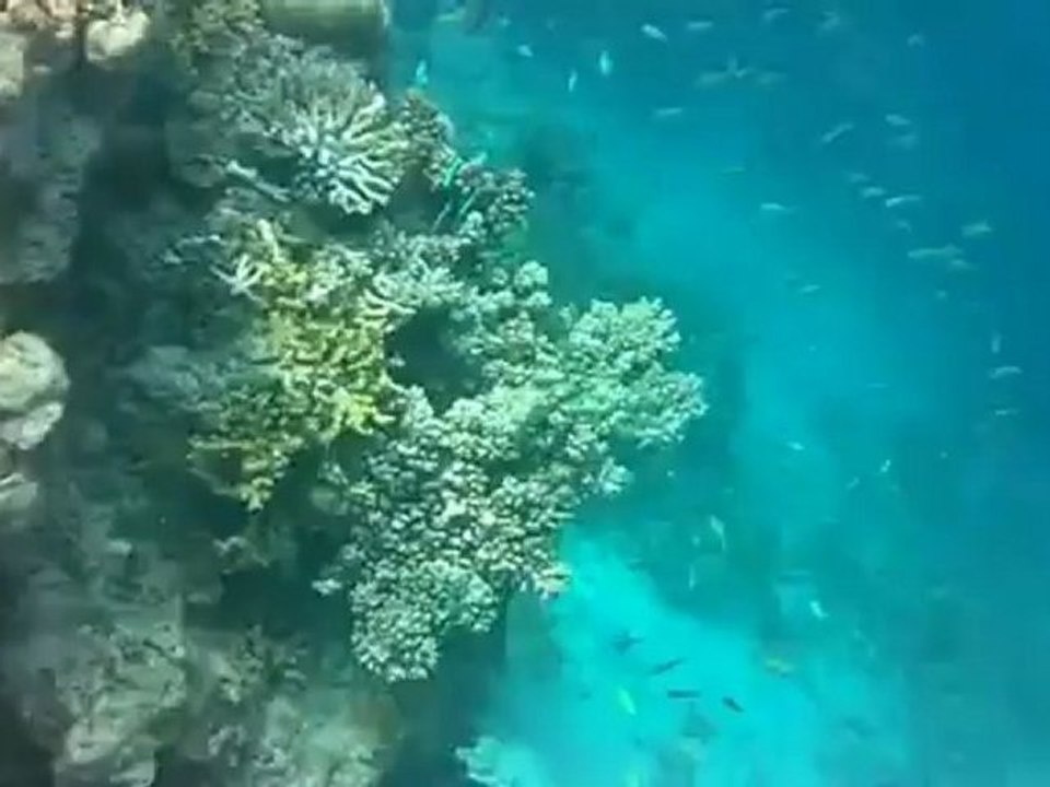 Plongée aux Maldives