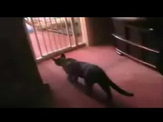 Un chat ca peut etre tres con ;)