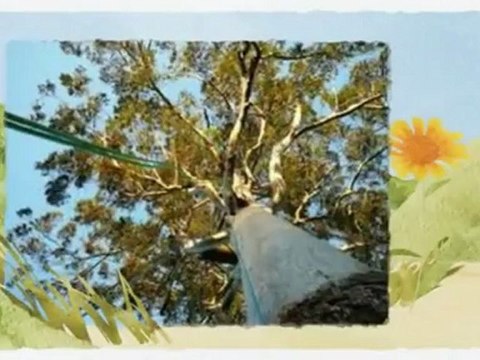 Atlantic Arborists LLC - (609) 653-2363