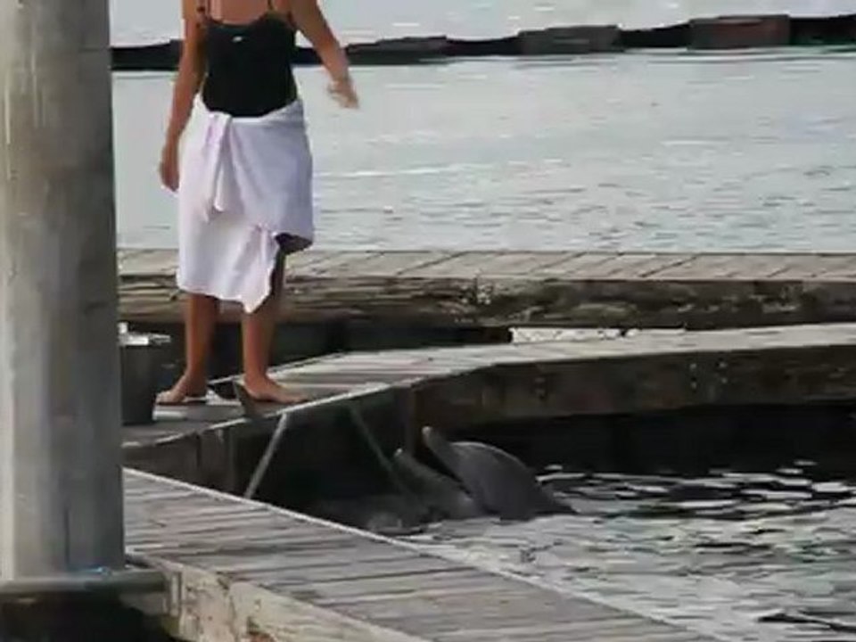 le repas des dauphins, Intercontinental Moorea