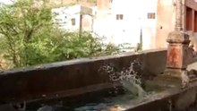 Обезьяны любят прыгать в воду