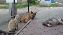 Шарик и его друзья