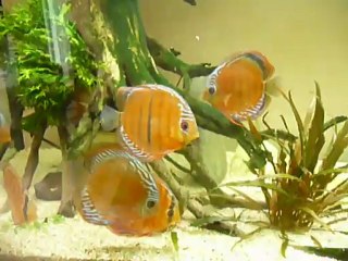 Symphysodon haraldi Manacapuru fo (sauvage)