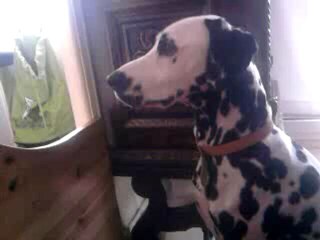 dalmatien qui s'exprime lool