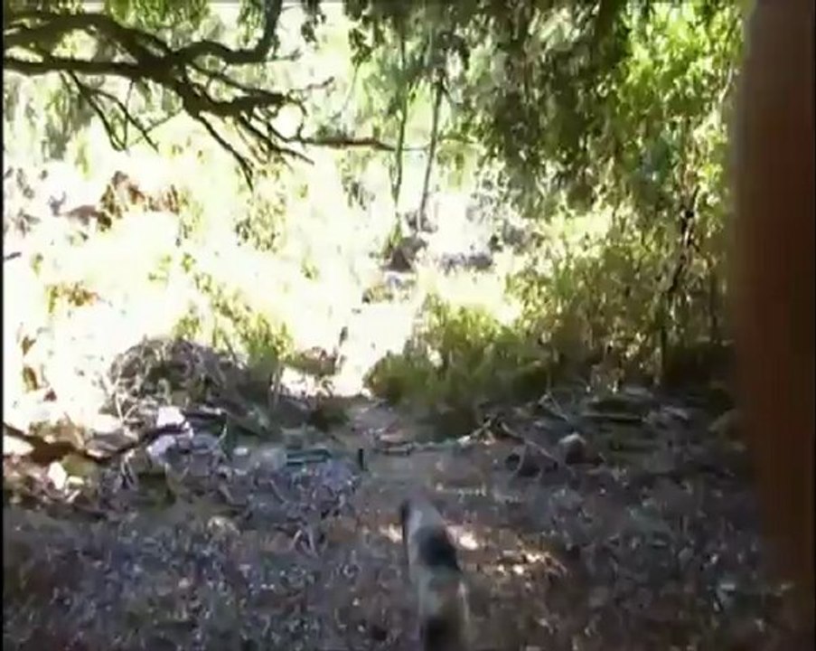 2012   spina , kimi et un sanglier au ferme !!!