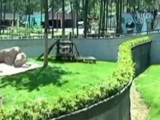 Десятки панд оккупировали центр Лондона