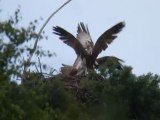 Balbuzard, une nichée en sursis