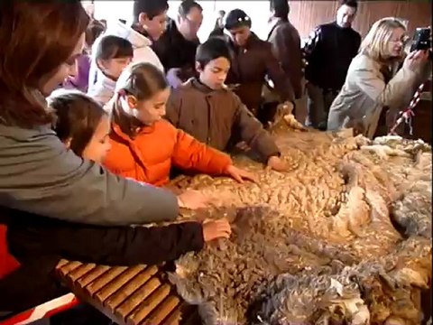 La tonte du Merinos de Rambouillet