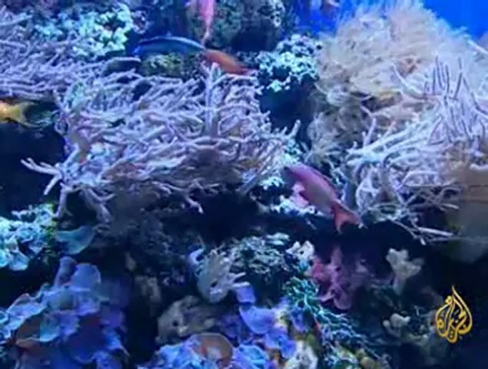 حملة دولية لحماية الشُعَب المرجانية في العالم