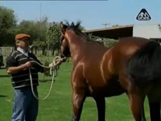 Carson`s Legacy  Haras