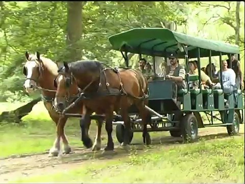 Balade en calèche dans le domaine national de Rambouillet