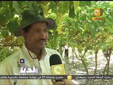 بلدنا بالمصري: عنب بلدنا اللي رافع راسنا ومشرفنا