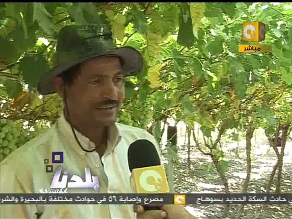 بلدنا بالمصري: عنب بلدنا اللي رافع راسنا ومشرفنا