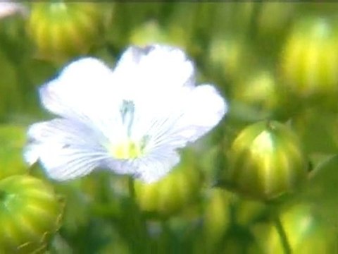 Vu d'ici : Le lin en Haute-Normandie