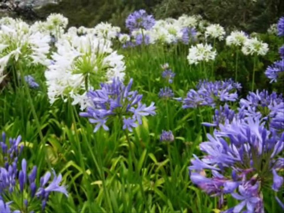 Madeira2012