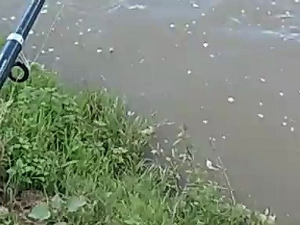 balık (2)