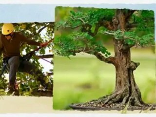 Ashes To Ashes Tree Trimming - (307) 362-2882