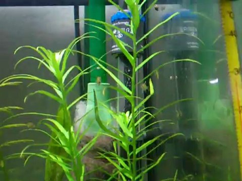 Reproduction scalaire 16, J22 de la nage libre