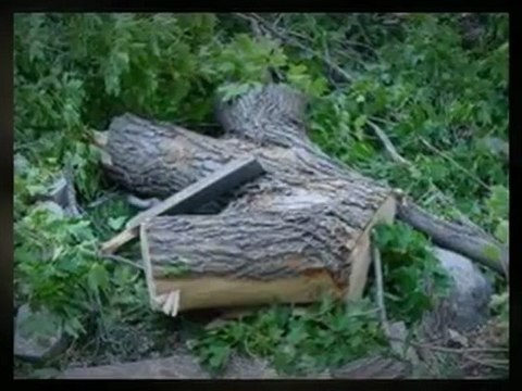 Above All Tree Service - (919) 967-4222