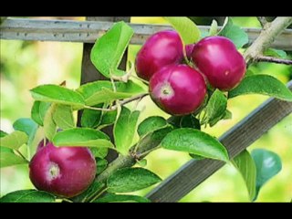 Cennettin bir tutam meyveleri pereseler