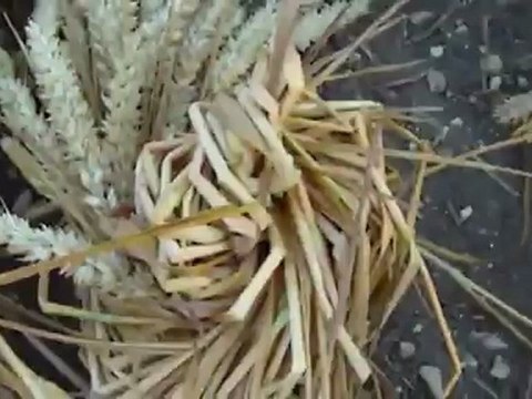 CROP CIRCLE . Wiltshire. Avebury, Angleterre. 2012