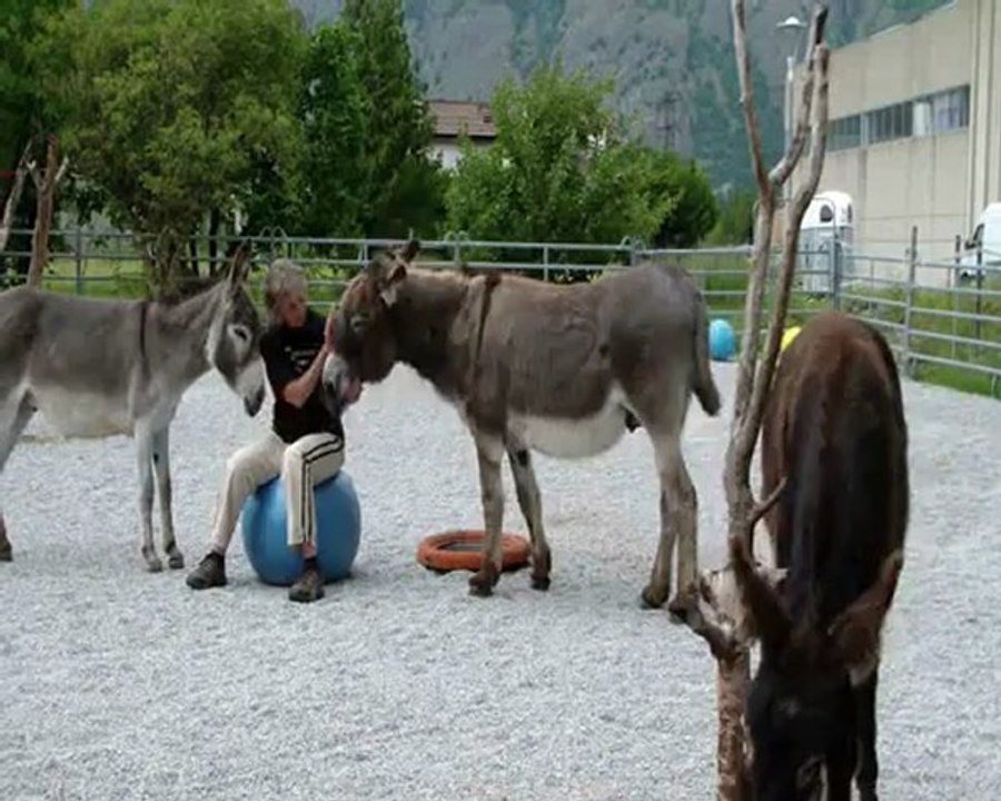 Mes ânes, câlins
