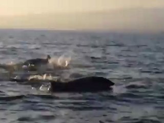 Dauphins à Lovina