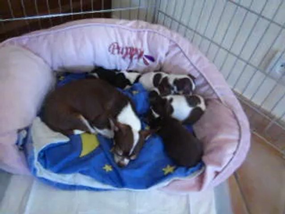 Bébés de Geisha à 1 mois, trois mâles choco et blanc,LOF, petit gabarit!