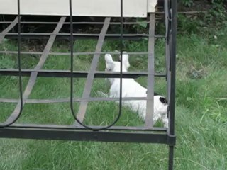 Colette et ses techniques d'approche vers Olga 5 juillet 2012