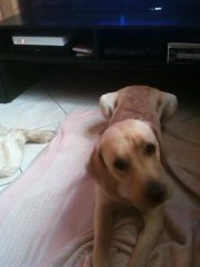 Mon chien a des tremblements :-(