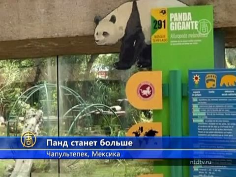 Мексика обещает бэби-бум среди панд