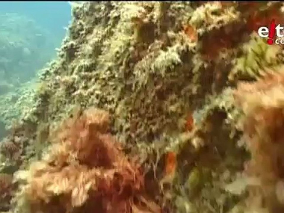 Urpekaritza Costa Bravan - Buceando en la Costa Brava