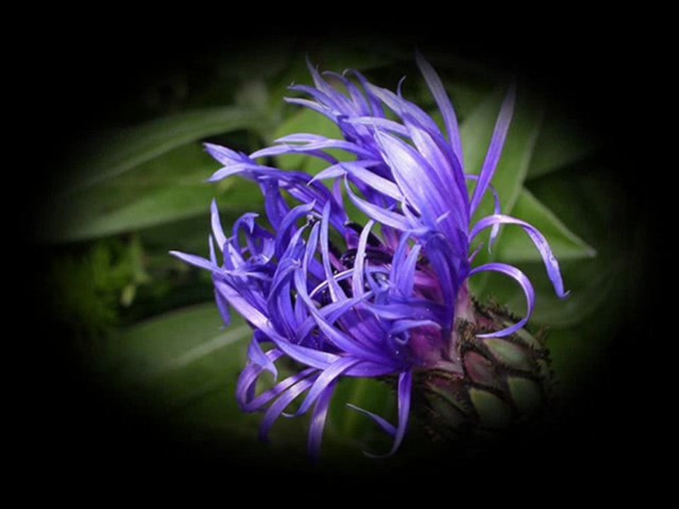 Le bleu des bleuets.