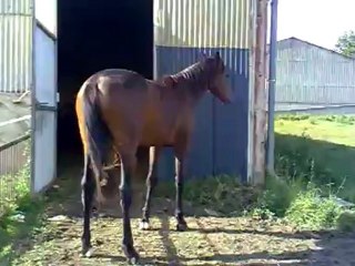 Bébou 15 mois, en mouvement!!