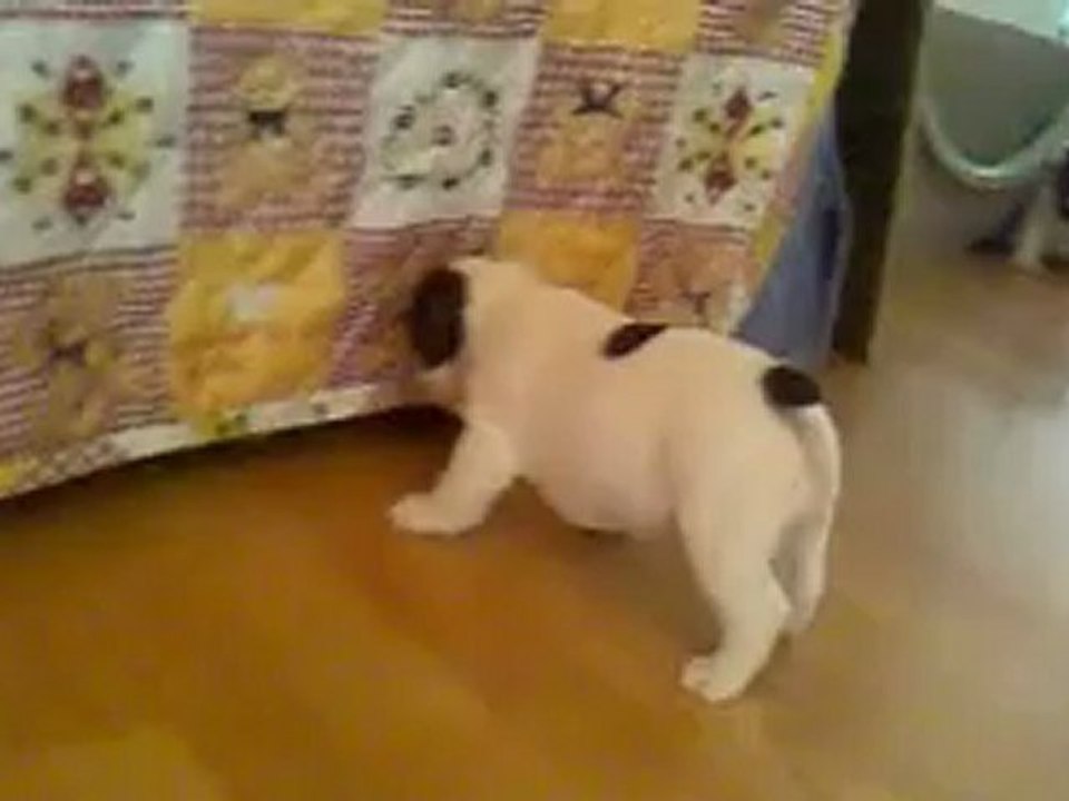 chiots bouledogues français à 5 semaines