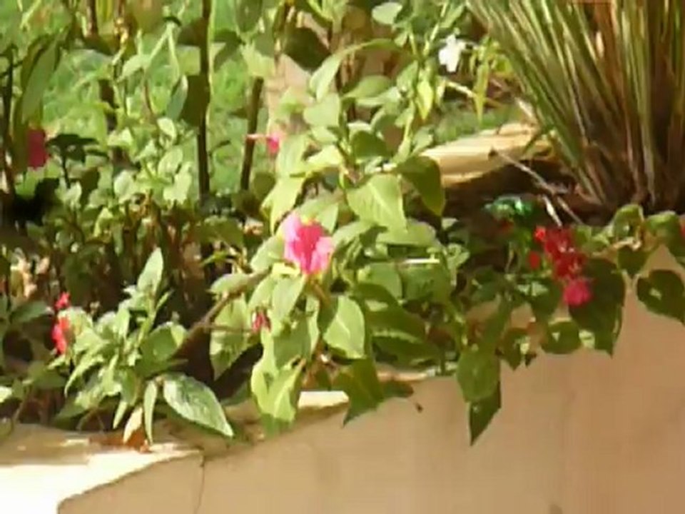 l'oiseau bleu du Cameroun