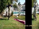 Protection Dog Training  -  Security Dog Training - K9 Dog Training