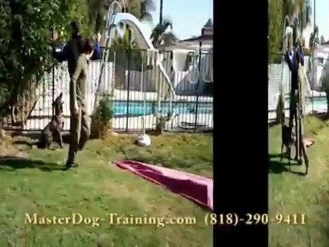 Protection Dog Training - Security Dog Training - K9 Dog Training